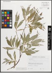 Foto von Salix L.